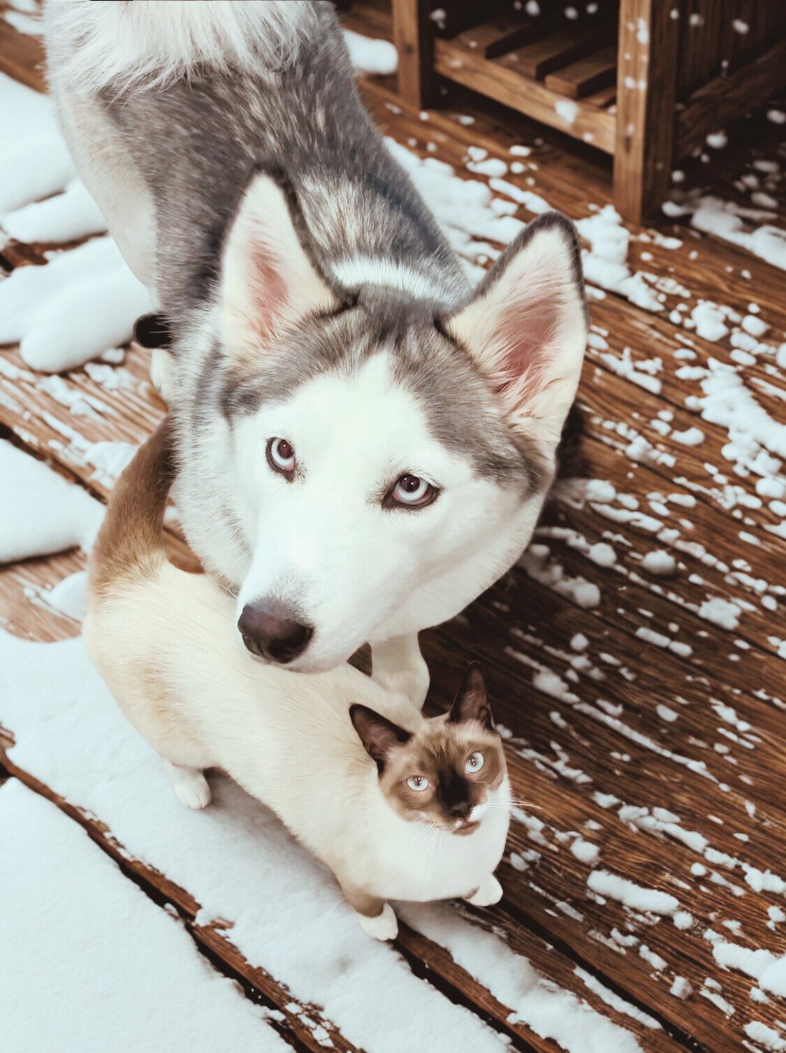 Freeze Dried Food Factory professional judgers (pets)